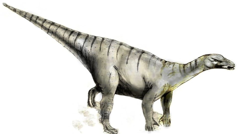 kresba dinosaura druhu Iguanodon bernissartensis